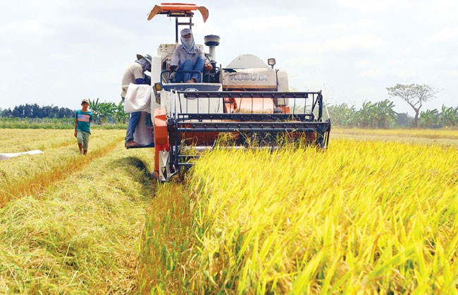 Hau Giang seeks to have 70% of farming households recognized as good at doing business - ảnh 1